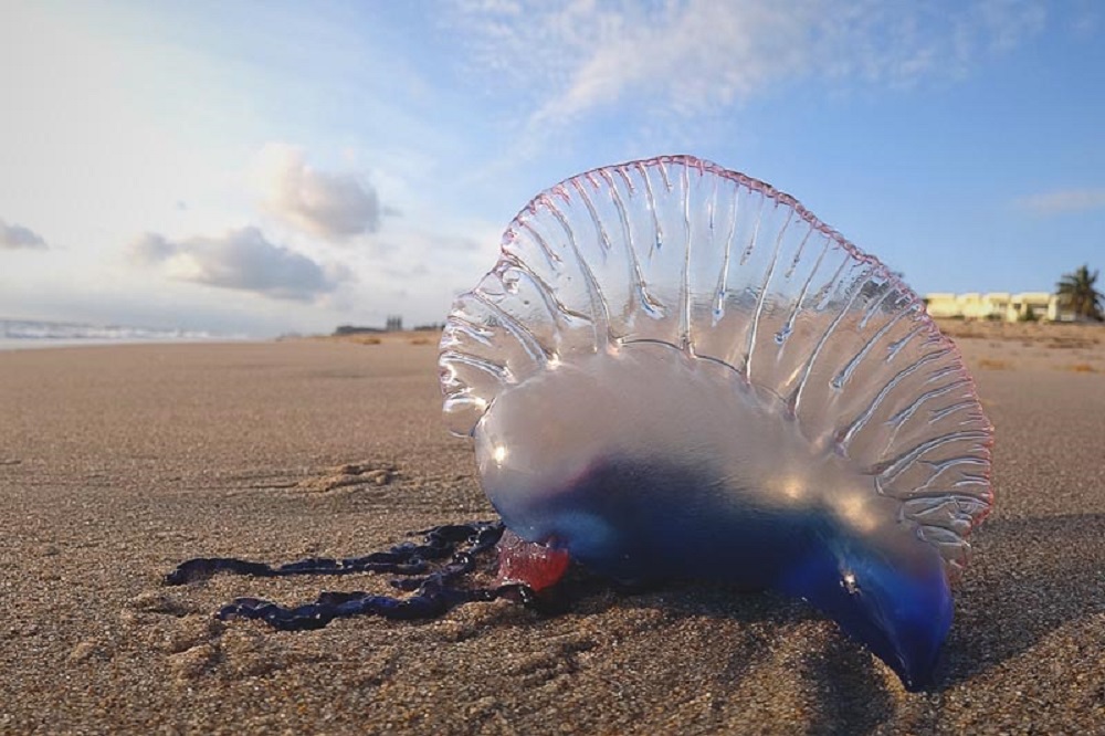 Fotografía de una carabela portuguesa, una especie peligrosa encontrada en las playas de Bizkaia.