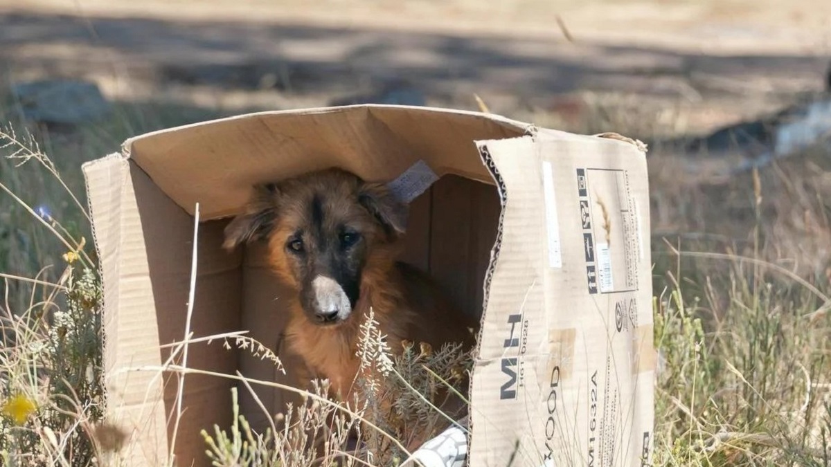 Aumento en el abandono de caninos a raíz de la nueva Ley Animal.