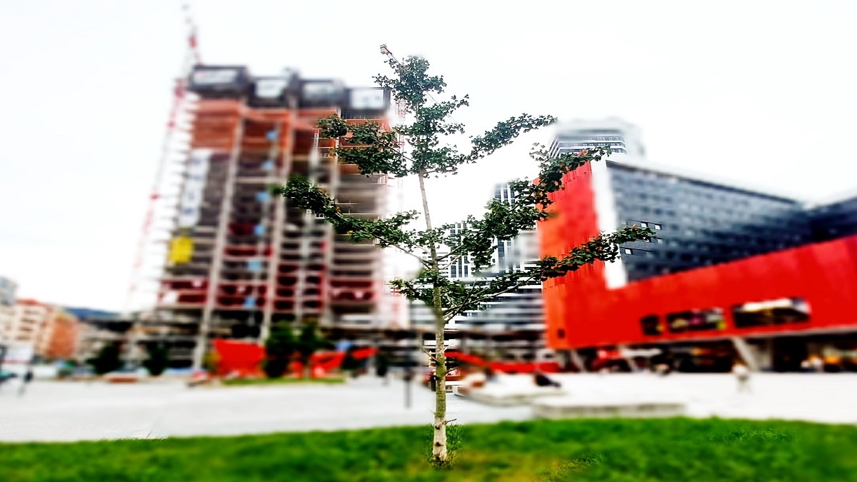 El Desalentador Panorama de la Reforestación en Bilbao: Un Estudio Detallado.