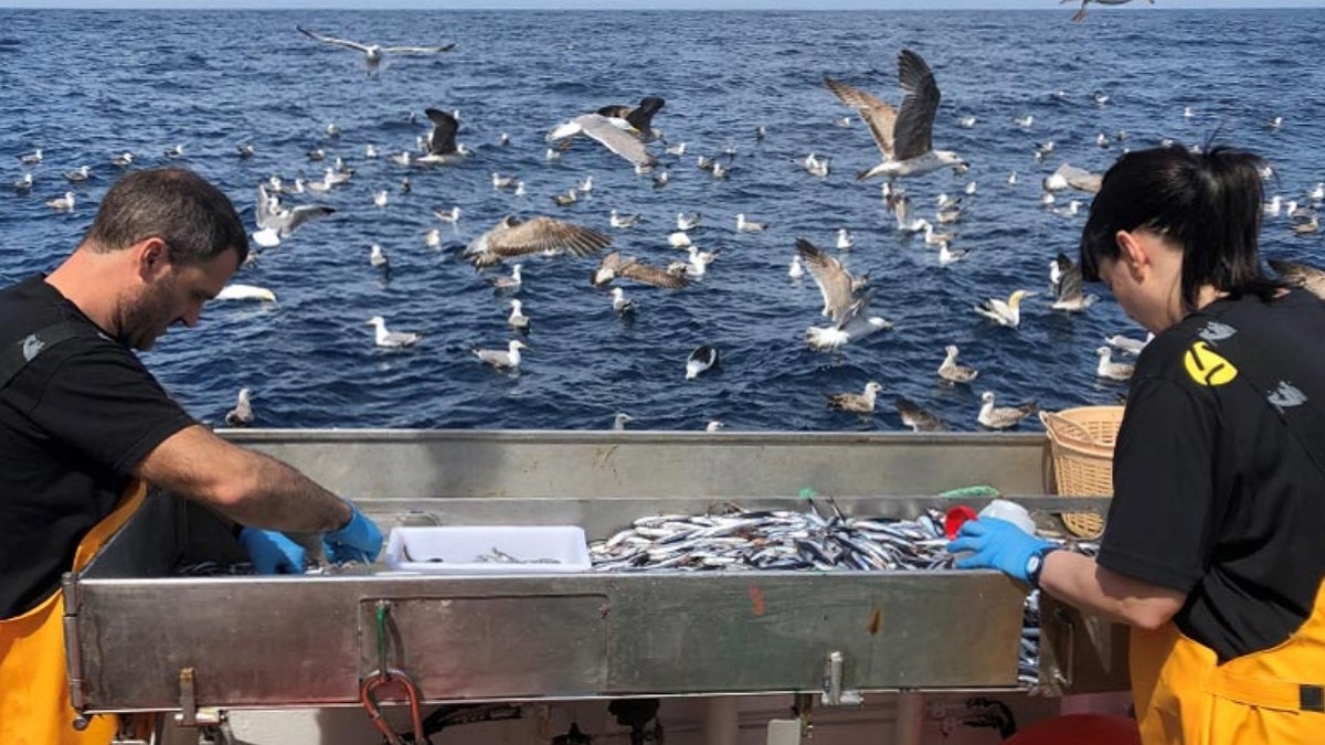 Azti en el Golfo de Bizkaia, ha registrado una notable abundancia de anchoa juvenil