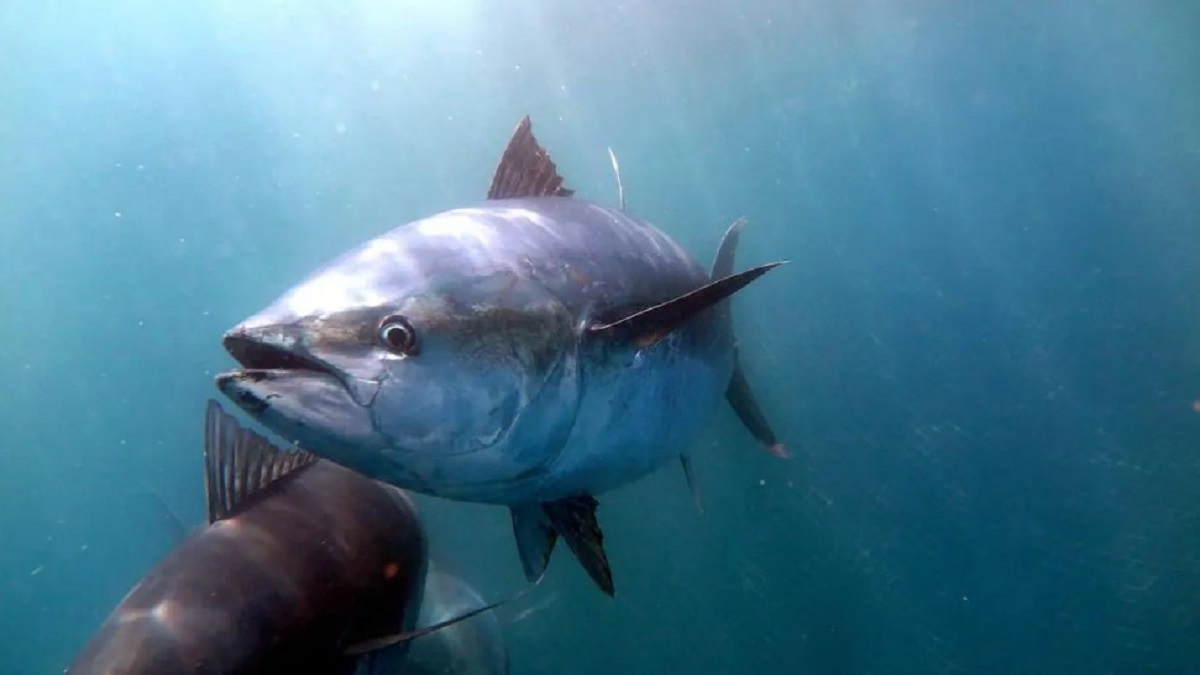 Debido al aumento de la temperatura en el Mediterráneo, el atún rojo podría trasladar su zona de cría al Golfo de Vizcaya y otras regiones más frías en las próximas cinco décadas.