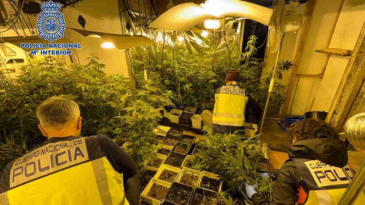 Dos detenidos por cultivar más de 1000 plantas de marihuana en Urduliz