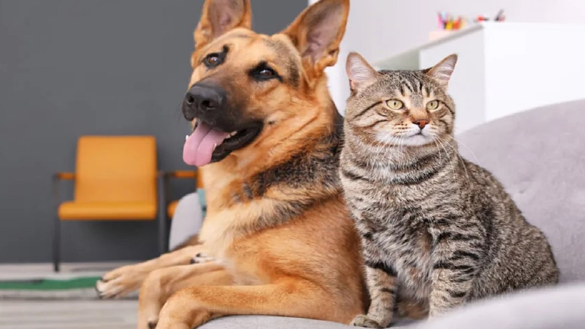 Bilbao impulsa la adopción de mascotas consciente con la campaña Un amor responsable