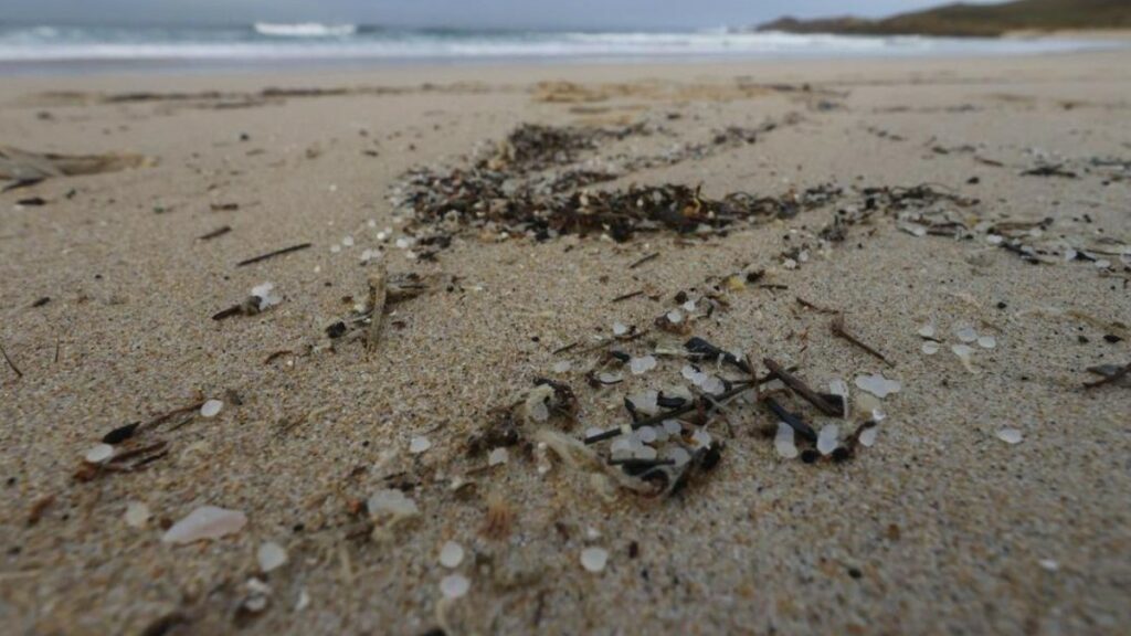 Un equipo de 60 personas trabajan en las playas de Bizkaia