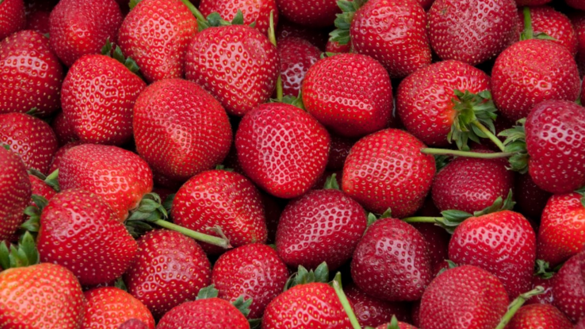 Alerta sanitaria por hallazgo de hepatitis A en fresas importadas de Marruecos