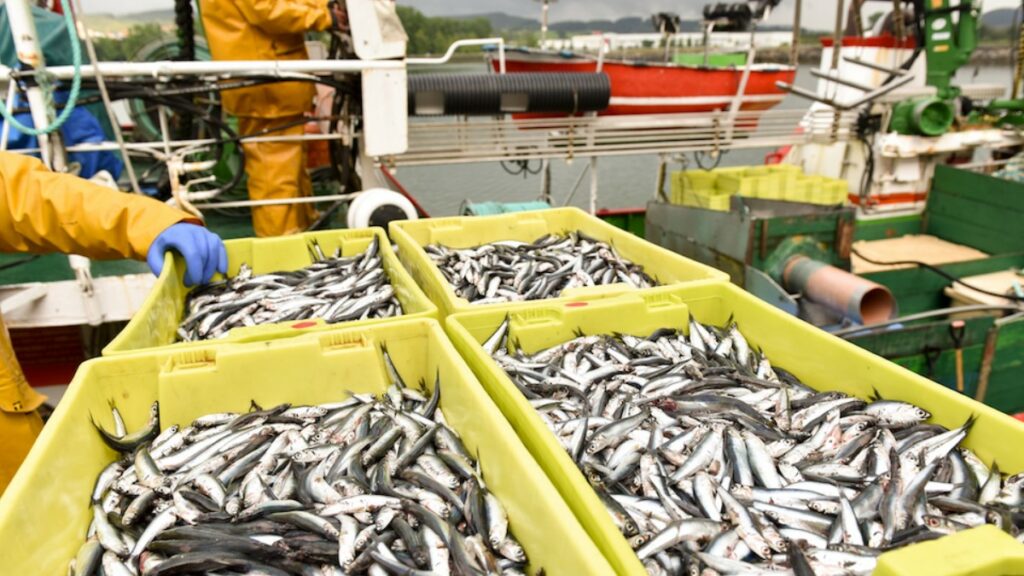 Temporada de pesca de anchoa en el Cantábrico comienza