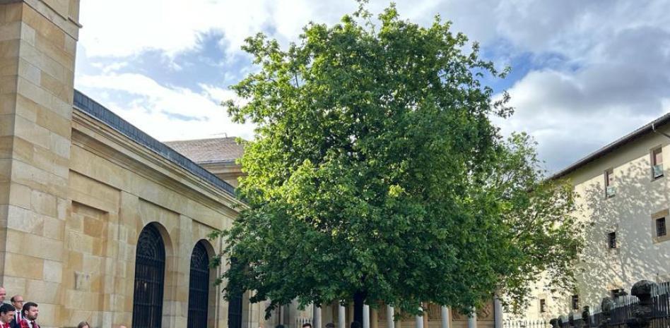 Athletic Árbol Gernika