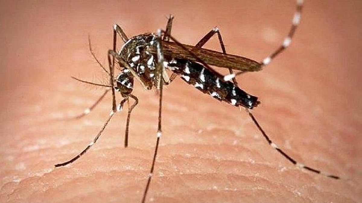 Alerta en Bilbao por el aumento de garrapatas y mosquitos tigre