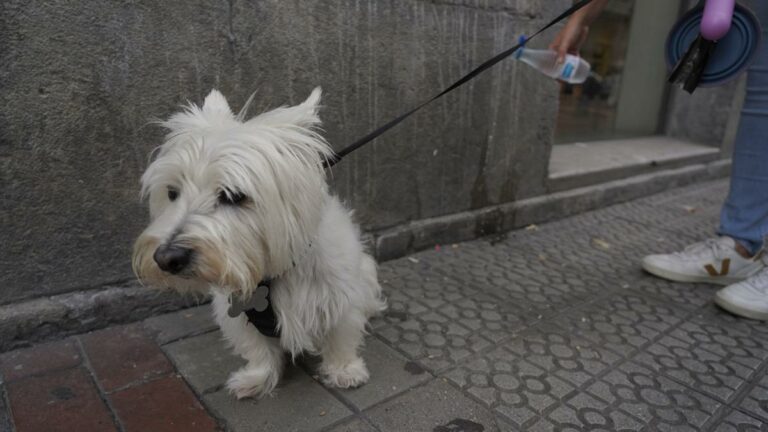 Nueva ordenanza de Bilbao exige limpiar la orina de los perros para evitar multas